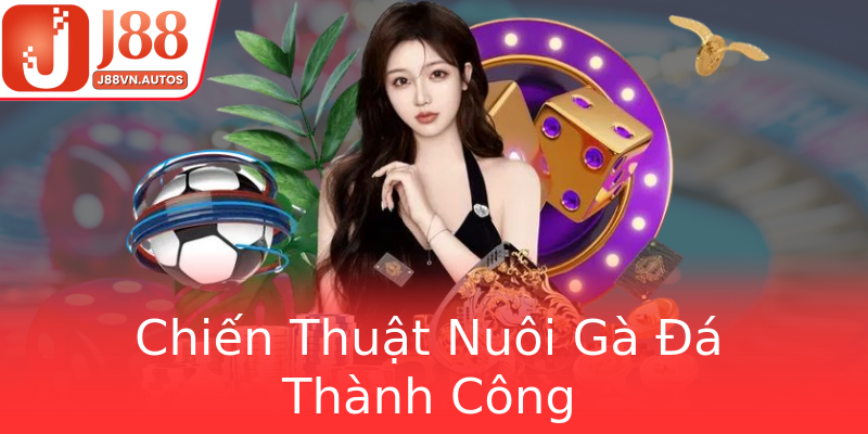 Chiến Thuật Nuôi Gà Đá Thành Công