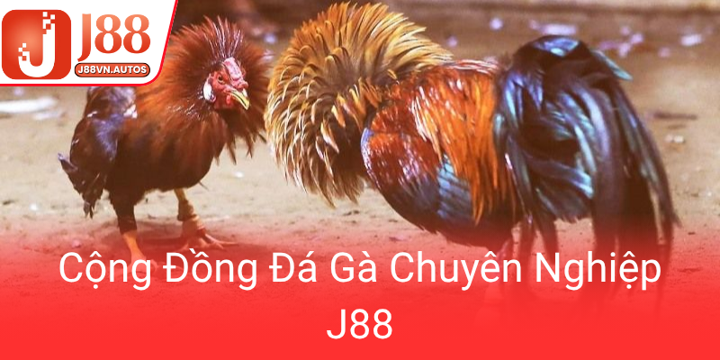 Cong Dong Da Ga Chuyen Nghiep J880